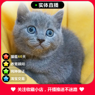 蓝猫幼猫大包子脸英短猫英国短猫活体宠物猫咪小奶猫纯种猫咪