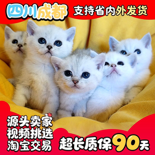 【18年店】家养英短银渐层幼猫纯种银点渐层猫宠物猫幼崽小猫活体