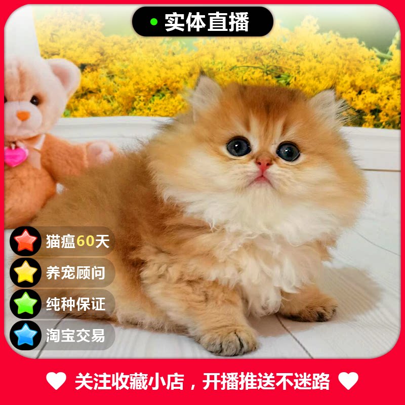 长毛金渐层幼猫纯种长毛猫金色幼崽英短猫宠物猫咪活体小奶猫出售
