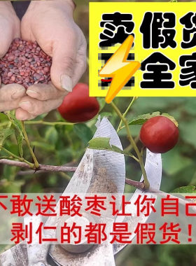 正品真酸枣仁告别假货！包鉴定
