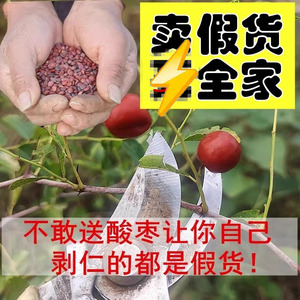 正品真酸枣仁告别假货！包鉴定