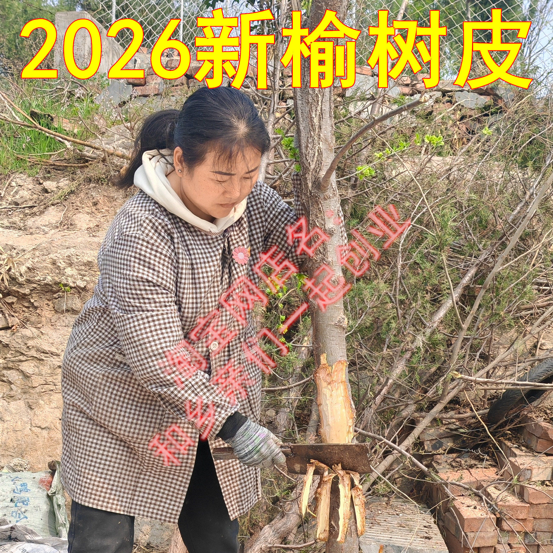野生榆树皮榆白皮天然护发素熬制洗发水增稠顺发养发染烫修复