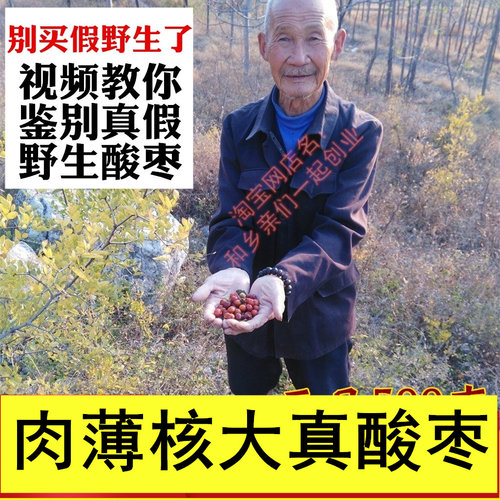 正品山东野生小酸枣药用