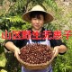无患子果实果皮果肉500克 油患子核果肥皂果圆皂角洗手洗头洗发水