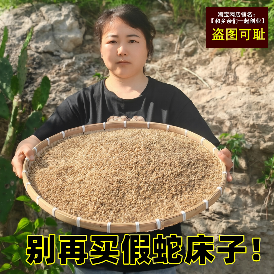 真正山区野生蛇床子中药材