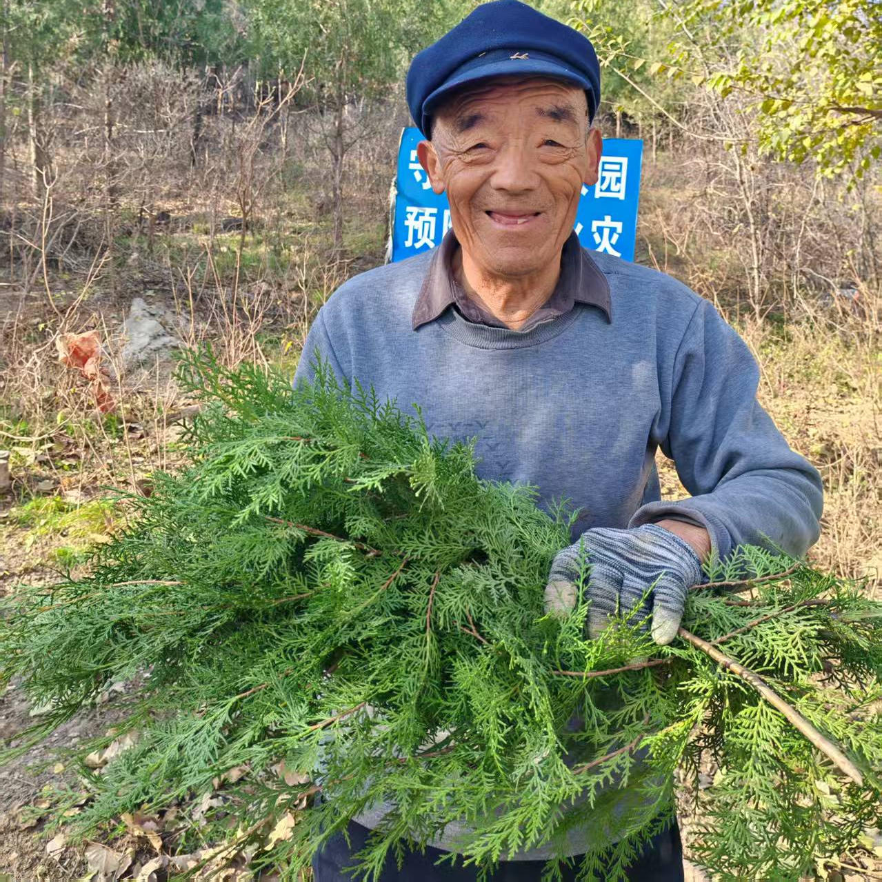 野生现采新鲜侧柏叶洗头