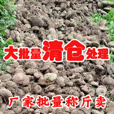 云南山乌龟原产地15一公斤