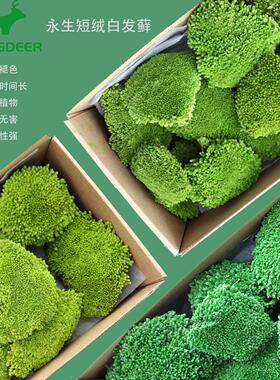 永生短绒白发藓室内枯山水干花背景墙苔藓橱窗造景天然植物绿色