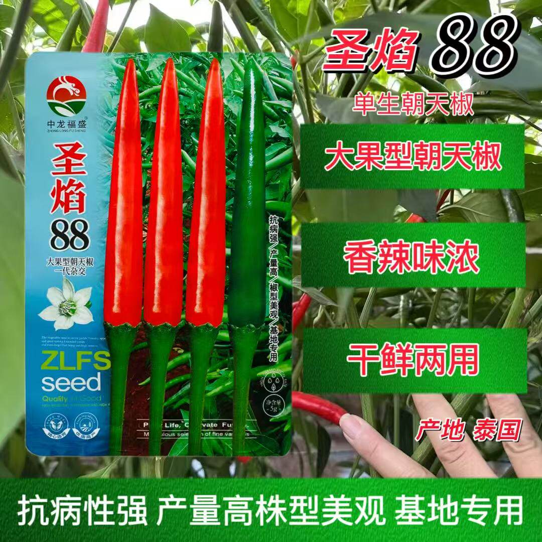 国外进口圣焰88辣椒大果型抗病强产量高中早熟朝天椒种子干鲜两用