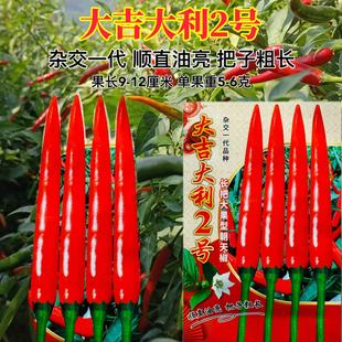 大吉大利2号辣椒种子大果长把抗性强高产大吉大利二号朝天椒种子