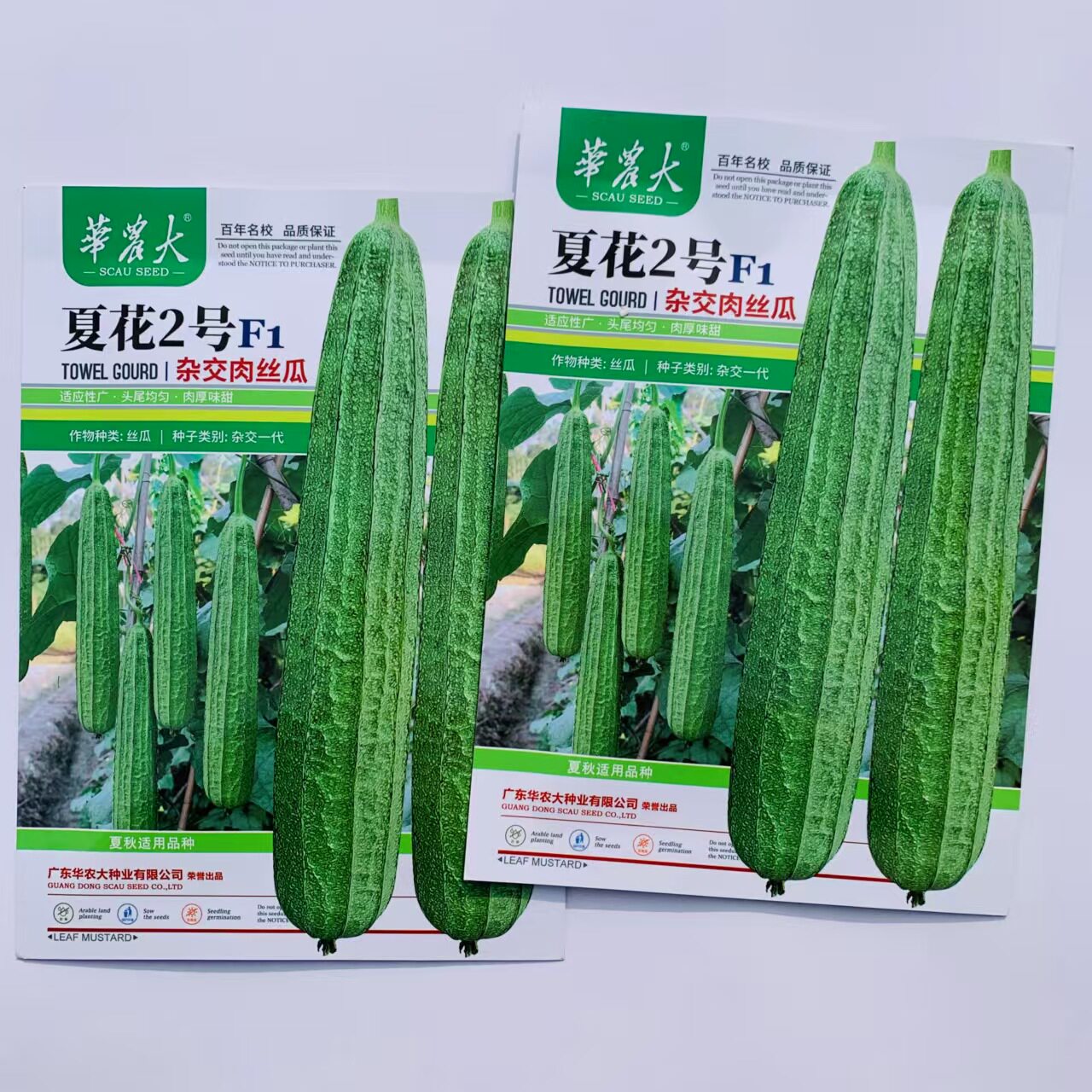 华农大夏花2号杂交肉丝瓜种籽耐热早中熟大肉花点丝瓜种子夏秋季