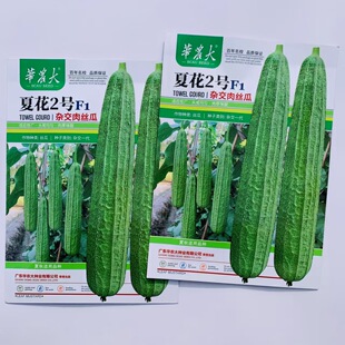 华农大夏花2号杂交肉丝瓜种籽耐热早中熟大肉花点丝瓜种子夏秋季