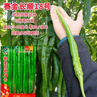 赛金长顺18号线椒辣椒种子早熟长条椒种籽采收期长抗病高产蔬菜孑