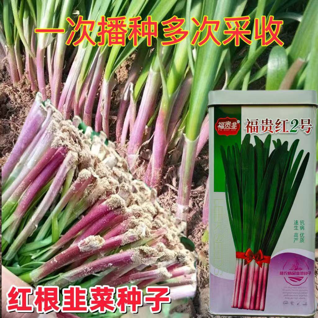 福贵红2号红根韭菜种子厚叶休眠型红根韭菜种籽露地早春小拱棚播