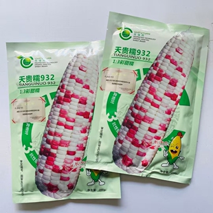 天贵糯932彩甜糯鲜食玉米种子甜香彩色国审品种高产大田糯玉米籽