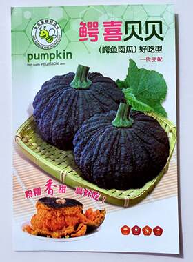 鳄喜贝贝南瓜种子一代杂交粉糯香甜癞皮丑瓜磨盘南瓜种子