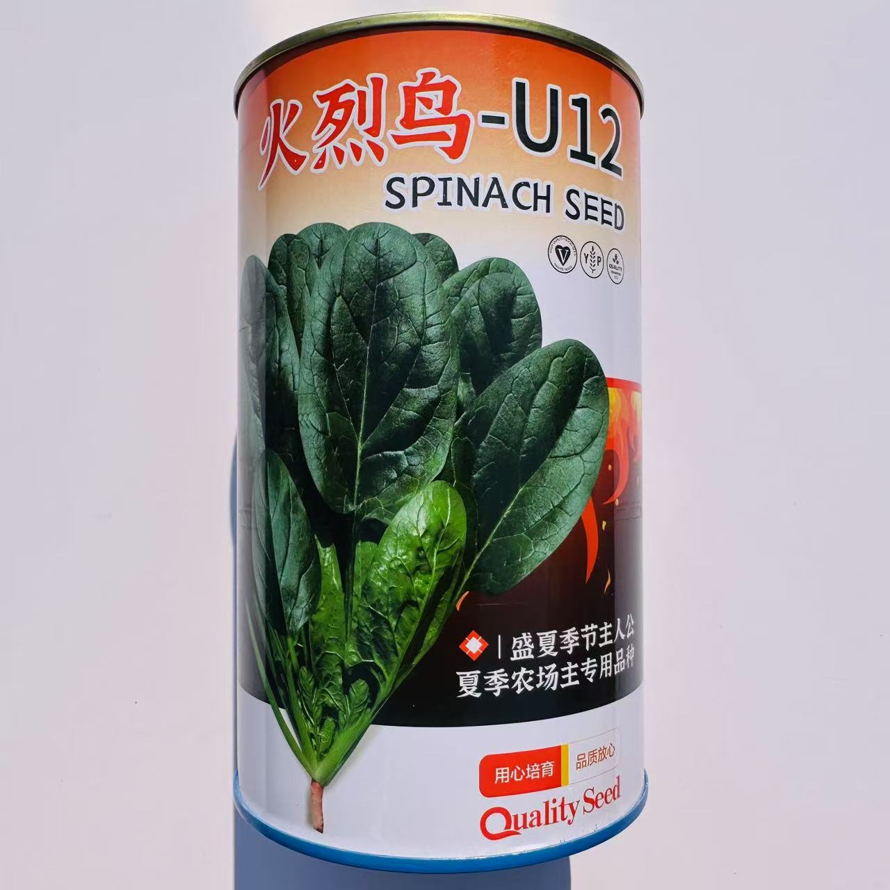 火烈鸟-U12菠菜种子耐热中早熟杂交菠菜种籽抗病直立圆叶耐抽苔