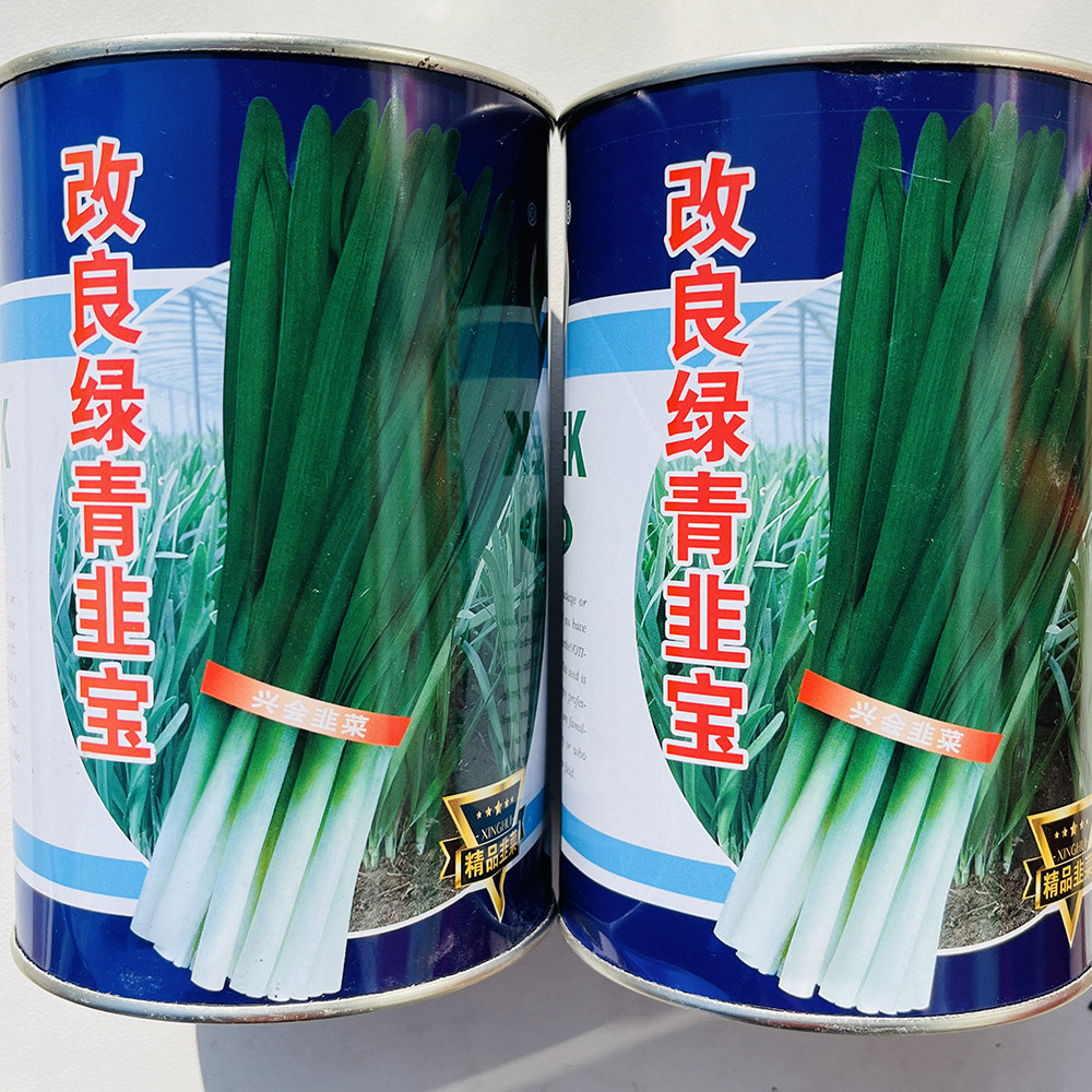 改良绿青韭宝韭菜种子叶宽厚高产抗寒抗病不休眠高端精品韭菜种籽