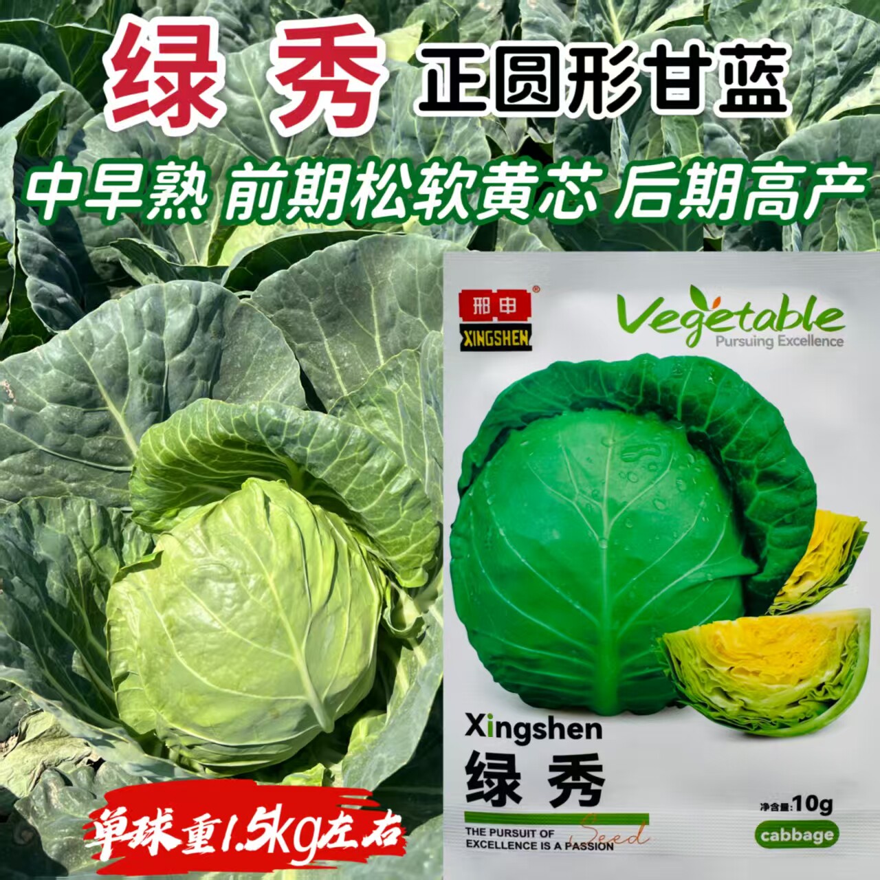 绿秀抗热甘蓝种子耐高温绿球甘蓝种籽叶球上下全绿黄心包心菜种子