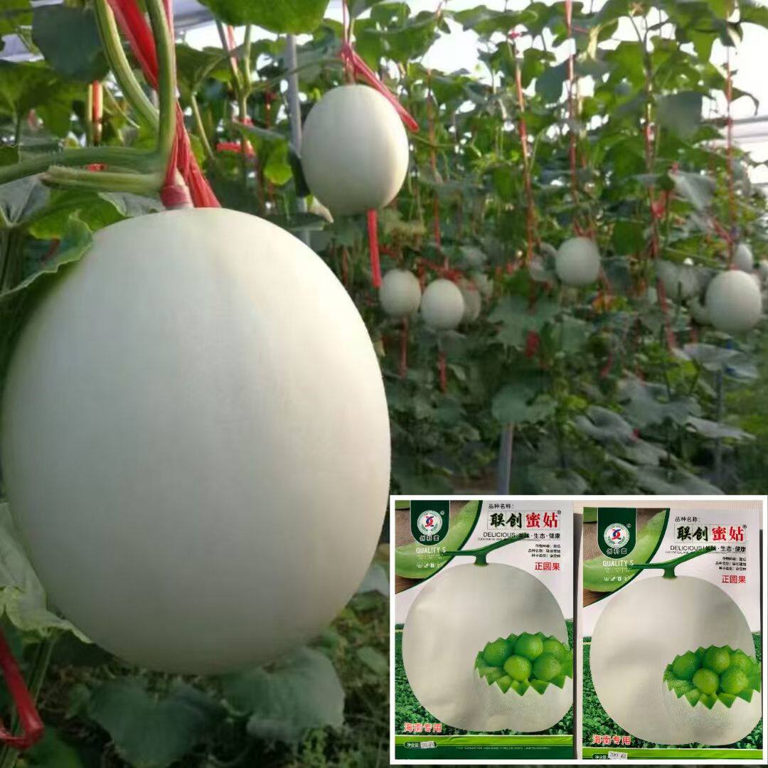创科蜜联创蜜姑白甜瓜种子正圆果肉质柔软细腻糖度高甜瓜籽春季播