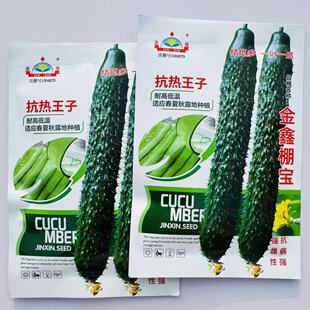 抗热王子黄瓜种子瓜条亮绿强雌性短把刺黄瓜耐高温春夏秋露地种植