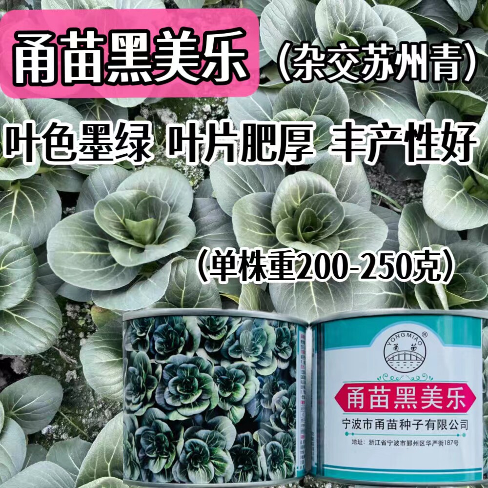 甬苗黑美乐黑叶矮脚束腰苏州青种子抗病高产耐寒强黑大头青菜种籽