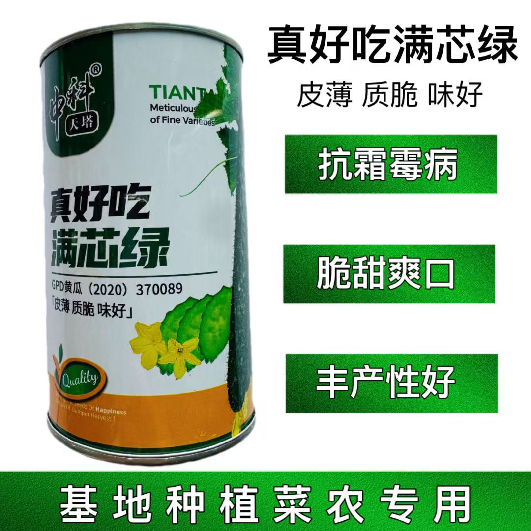 真好吃满芯绿黄瓜种籽油亮型绿肉黄瓜种子抗病高产顺直蔬菜种孑