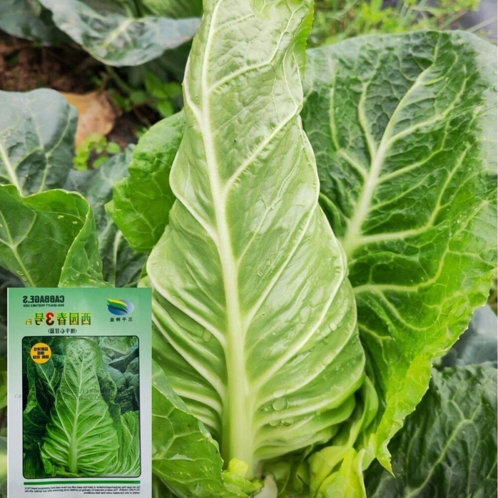 【正品】西园春3号细牛心甘蓝种子中熟叶球牛心型球色绿耐裂球耐