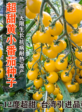 金币小番茄种子高产抗病阳台四季盆栽黄色圣女果春秋播种种子包邮