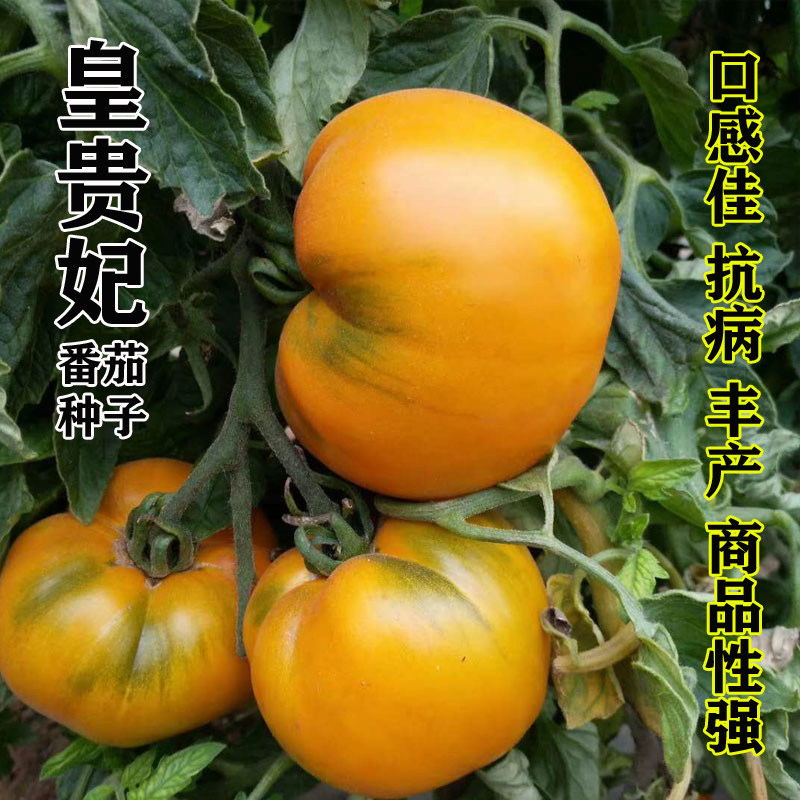 大果黄番茄种子种苗春季四秋季特