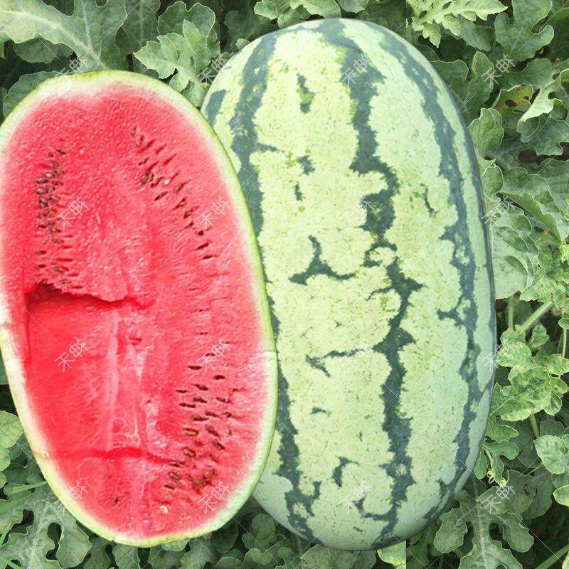 蔬菜种子宁夏硒砂瓜懒汉西瓜种籽大果产量高春秋四季阳台盆栽庭院
