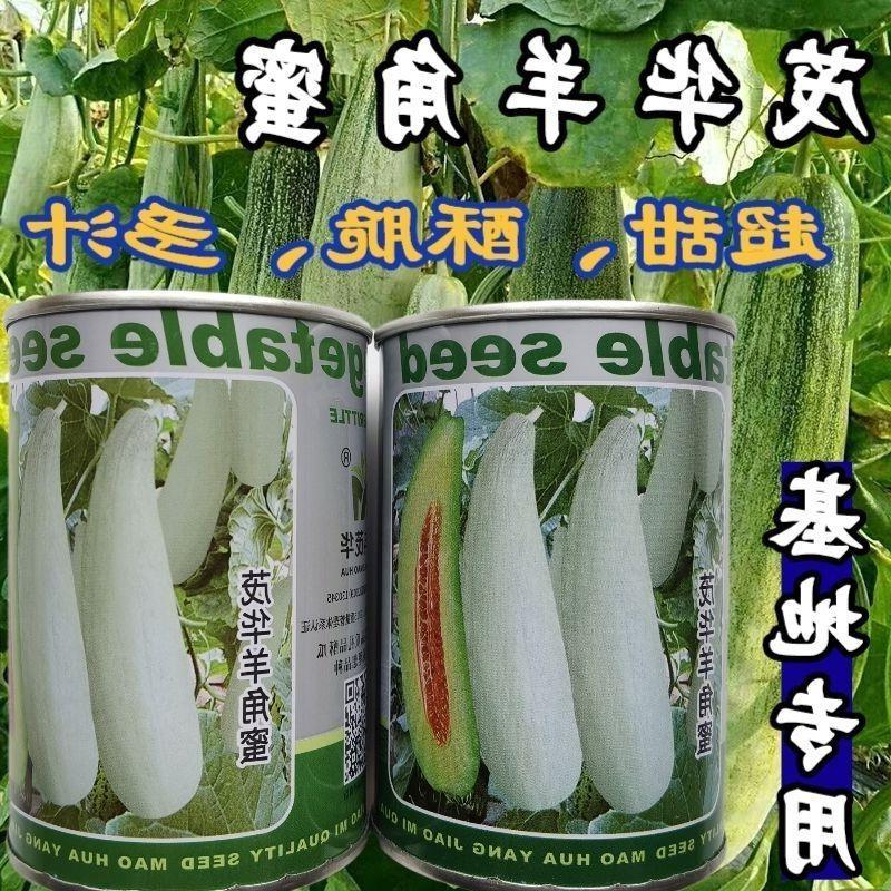 茂华羊角蜜种子酥脆香甜羊角蜜甜瓜羊角酥羊角脆水果蔬菜种子籽孑