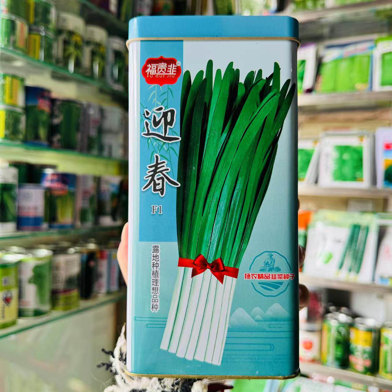 迎春韭菜种子短休眠期绿白根韭菜种籽抗寒抗倒不易干尖春季早发孑