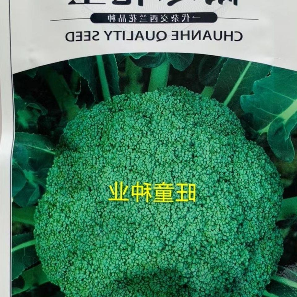 青秀西兰花种子杂交高产菜