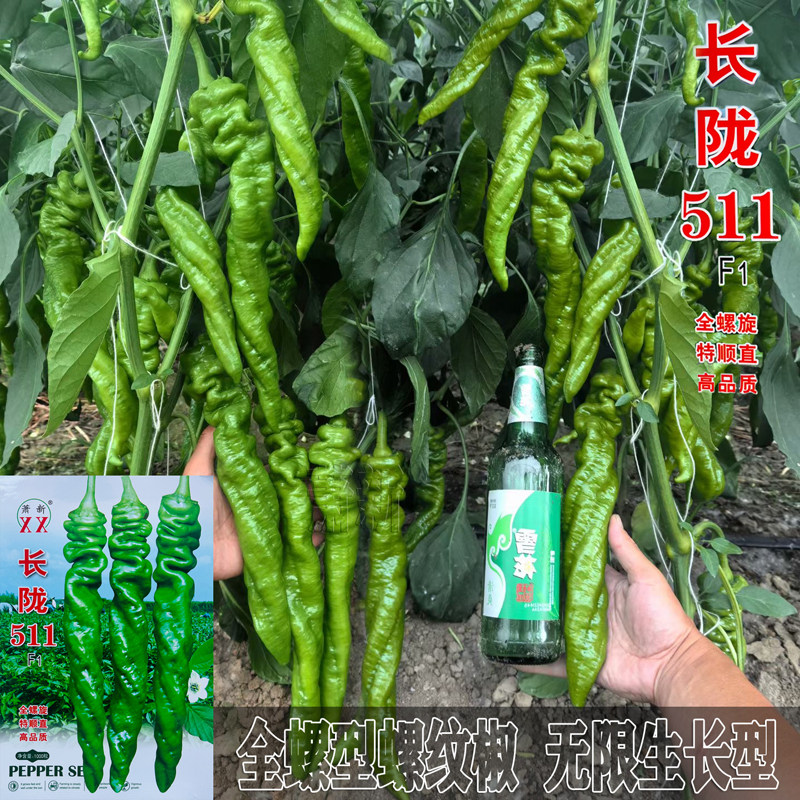无限生长大果全螺型螺纹椒种子高