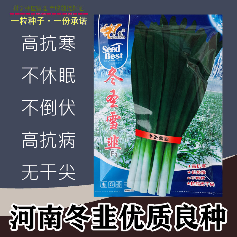 平龙寒绿韭菜种子宽叶不休眠韭菜籽耐高温低湿抗性特强高产速生孑