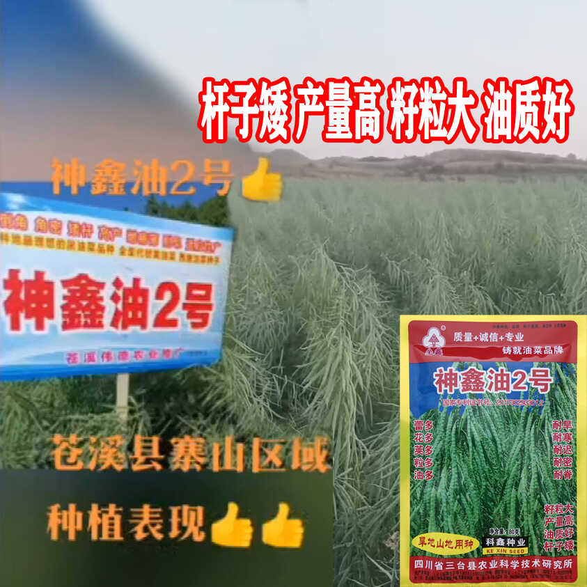 高产新品矮杆旱地山地专用油菜