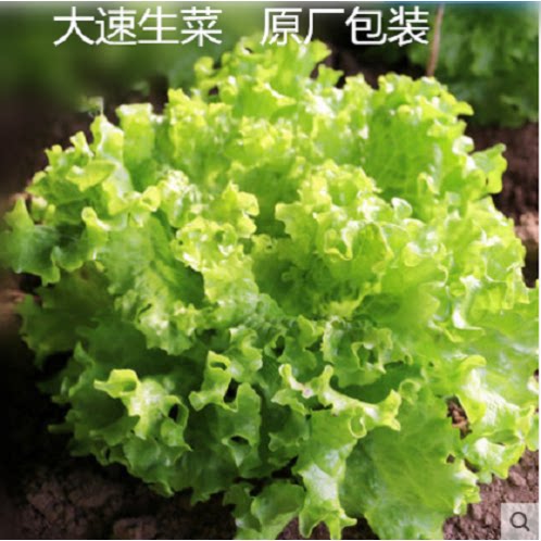 奶油生菜种子四季阳台室内盆栽有机生菜籽农家菜园蔬菜种子包邮