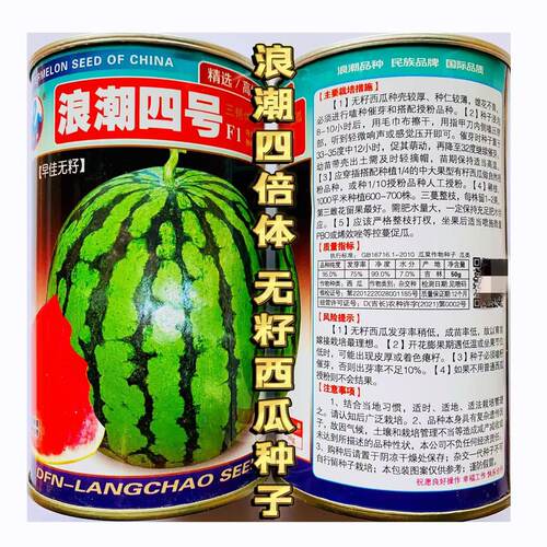浪潮四号西瓜种子红瓤三倍体无子中熟花皮大果型春季高产优良无籽