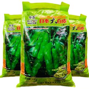 华苏日本大白皮蚕豆种子抗病高产耐寒南北方农家菜园大田秋季播种