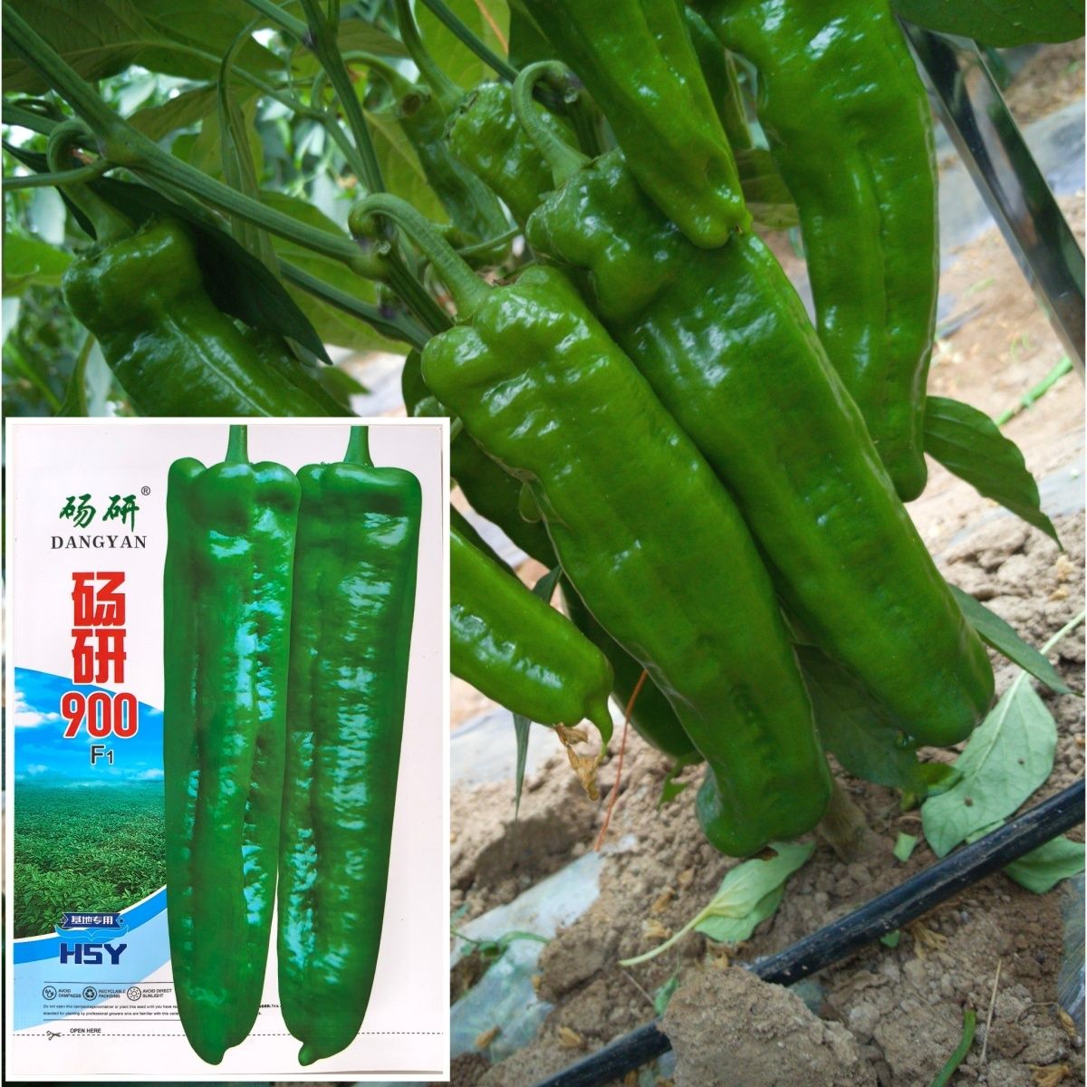 砀研900早熟特大牛角椒种子青椒阳台庭院大果微辣蔬菜高产大田种
