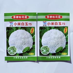 小米白玉75青梗松花菜种子早中熟耐热抗病花球雪白松大细米花秋播