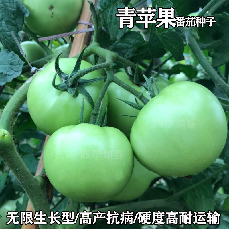 青苹果番茄种子贼不偷西红柿子