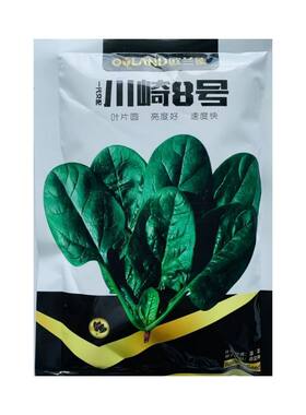 皇家黑欧5川崎8号菠菜种子园叶春秋耐寒高产抗病直立杂交种子