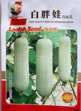 株洲白关丝瓜 白胖娃早白丝瓜种子 杂交香甜早熟春夏10g原装种子
