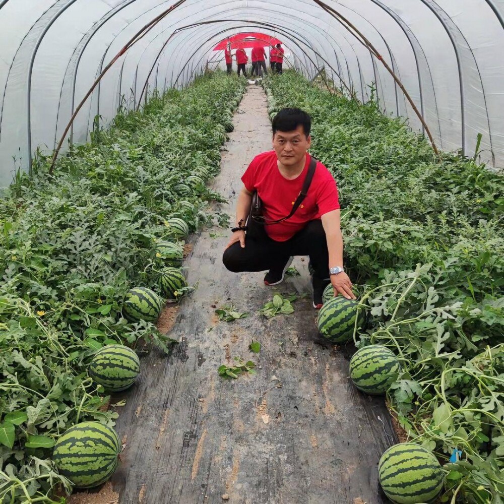 美佳2号早熟抗病抗重茬大果