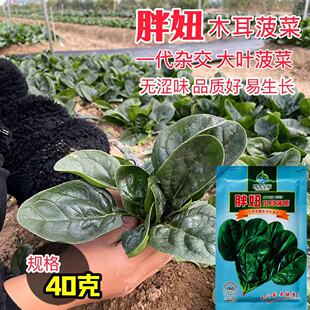 【正品】胖妞木耳菠菜种子大叶圆叶趴地耐寒黑绿越冬抗病菠菜春秋