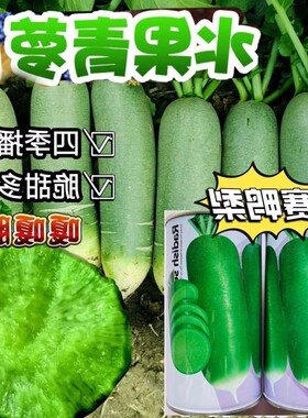 冰糖甜脆营养水果青萝卜种子蔬菜种子四季播种盆栽绿芯萝卜种籽