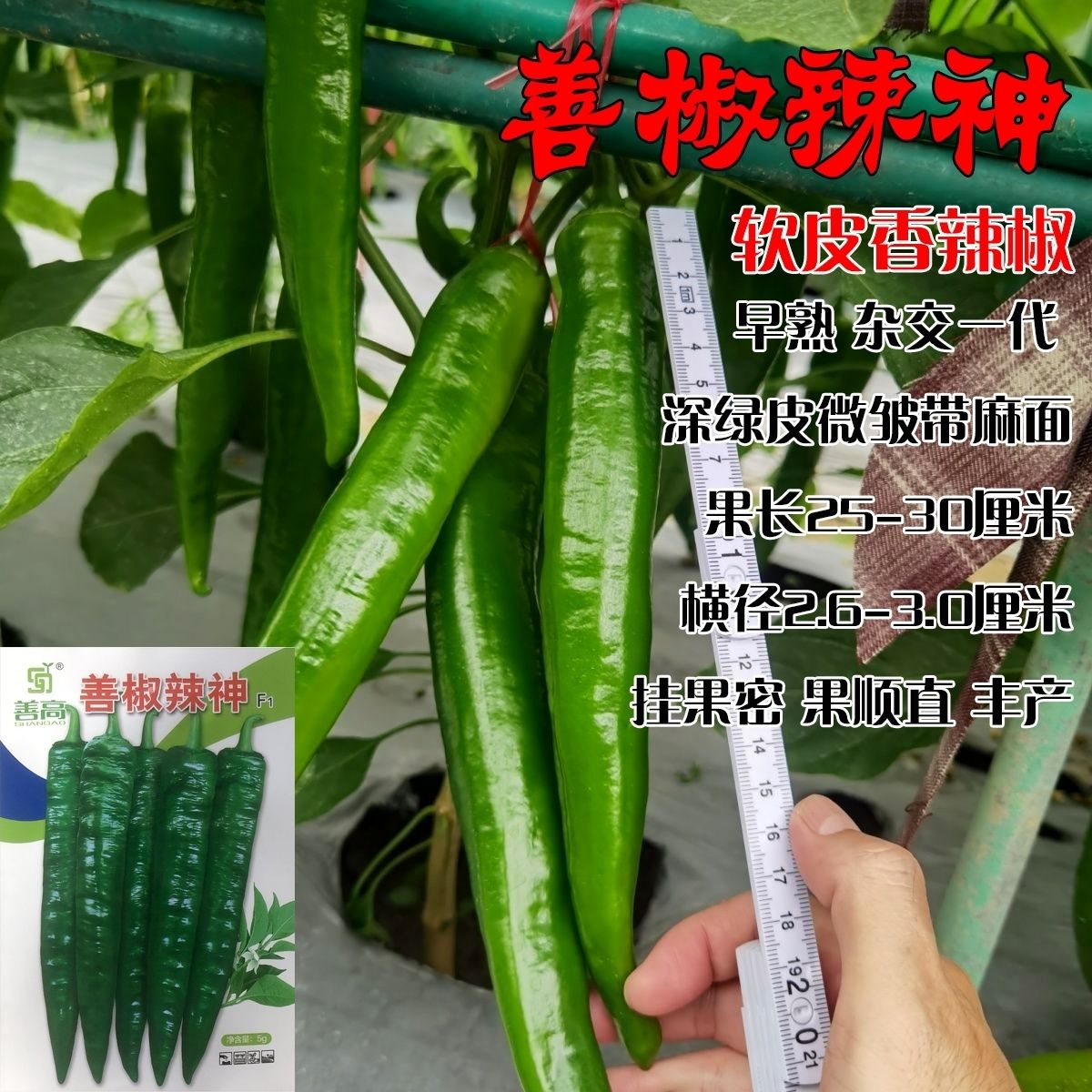 善高善椒辣神羊角辣椒种子早熟皱皮辣椒杂交中辣5g原装包邮