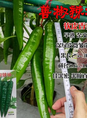 善高善椒辣神羊角辣椒种子早熟皱皮辣椒杂交中辣5g原装包邮